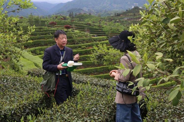 科技下乡赋能春茶生产 机采技术破解「采茶难」